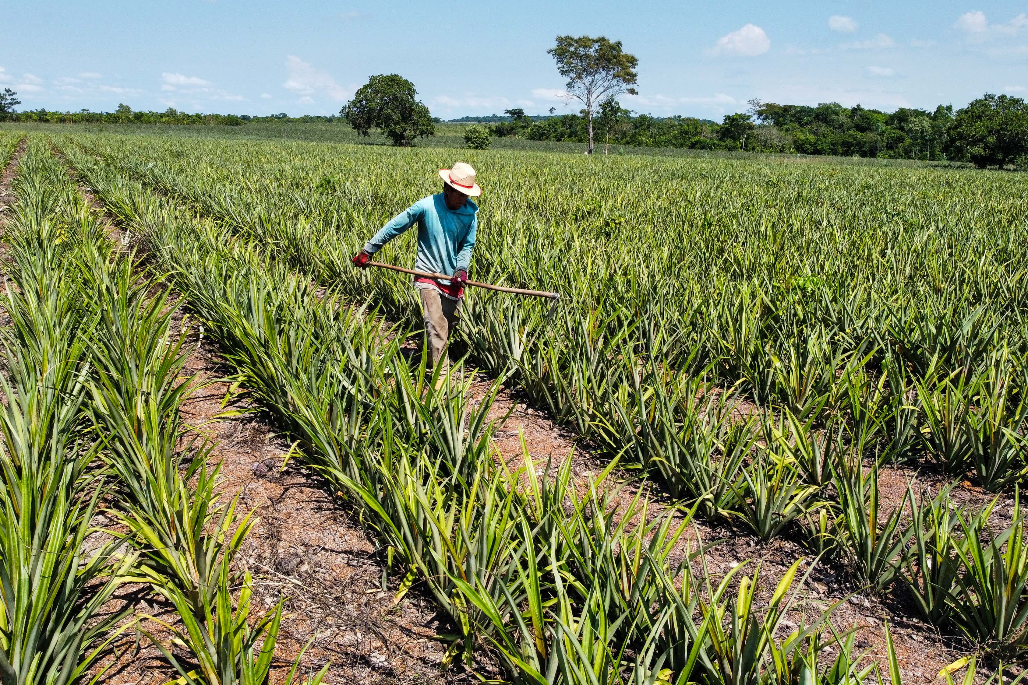 Foto: Marco Santos / Ag. Pará