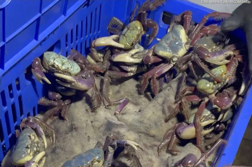 Foto: Mateus Costa / Ascom Sedap