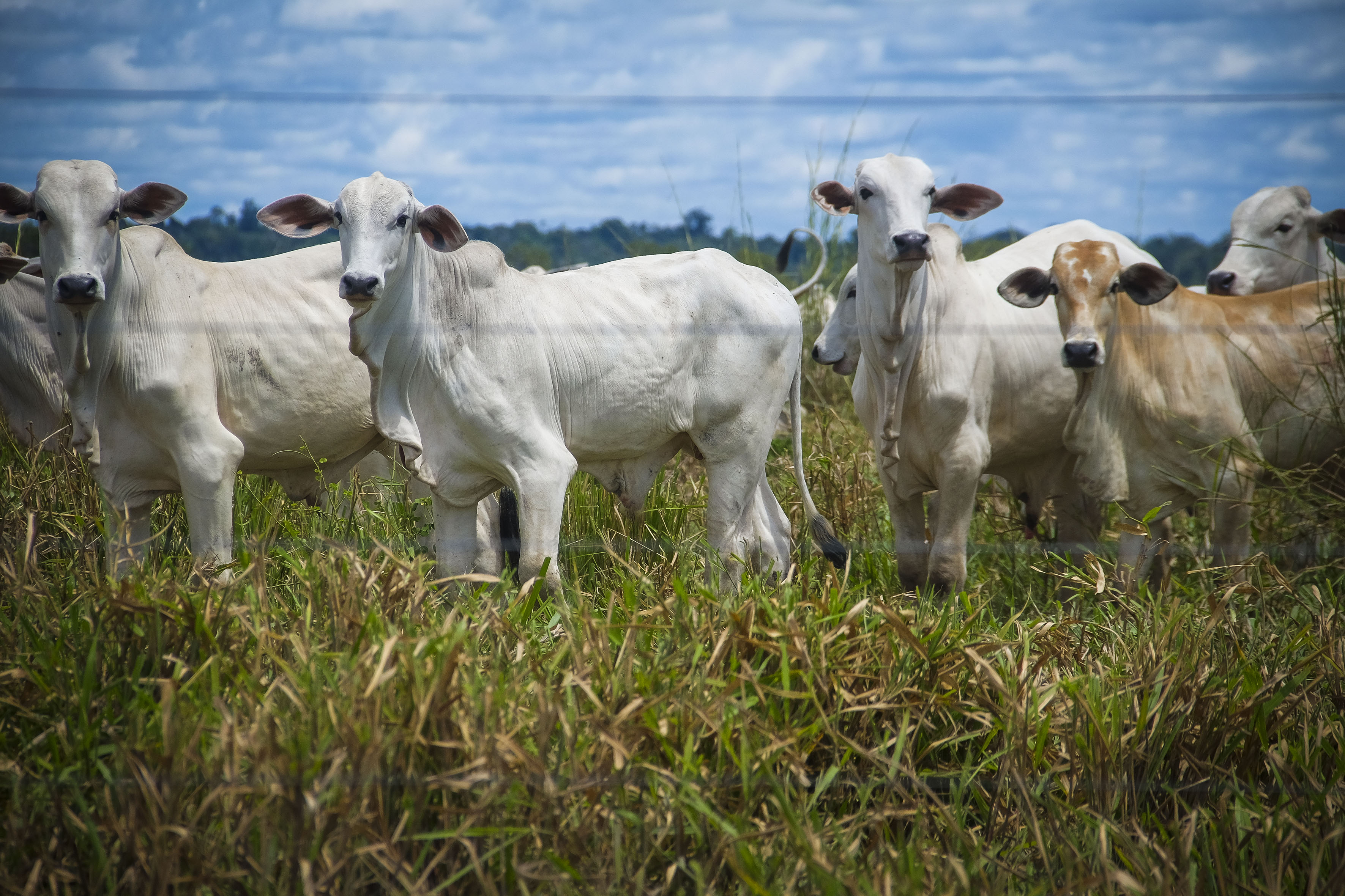 Foto Pedro Guerreiro / Ag Pará