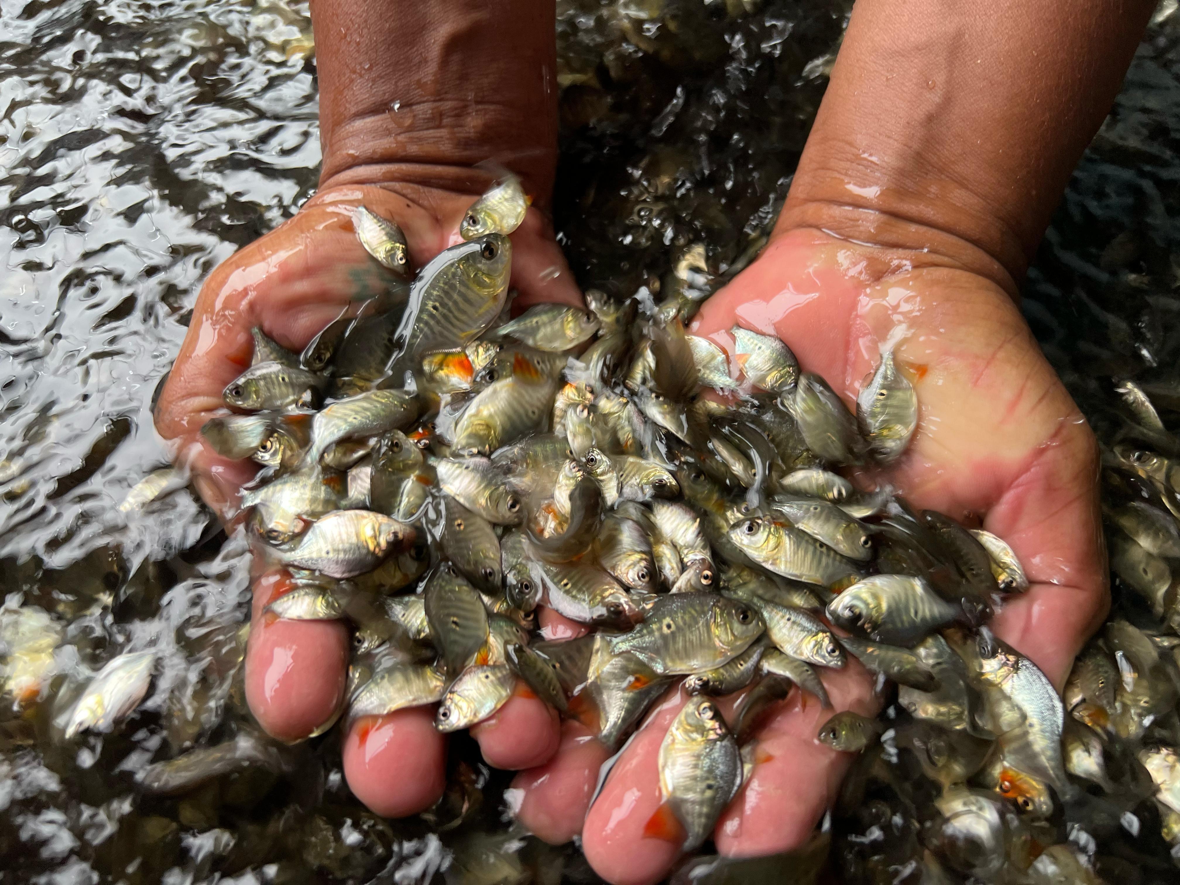 Foto Thiago Cruz / engenheiro de pesca da Sedap