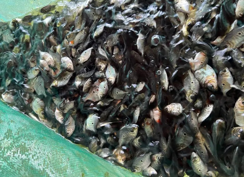 Foto: Mateus Costa / Ascom Sedap