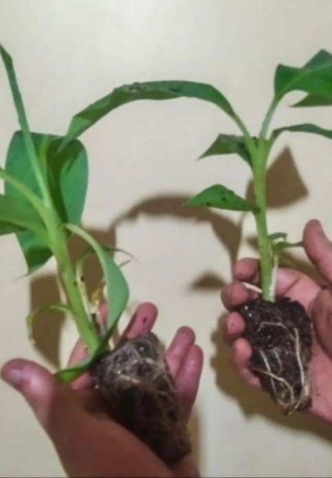 Foto: Mateus Costa / Ascom Sedap