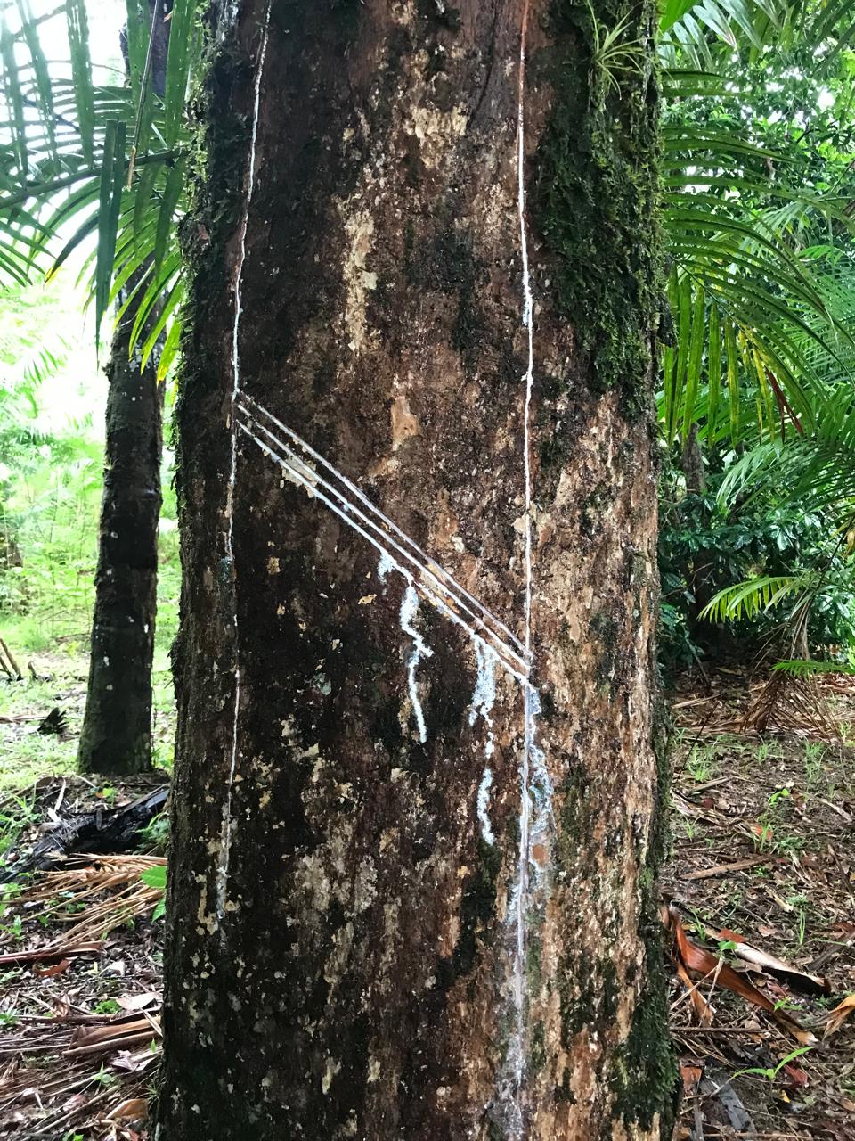 Foto Divulgação