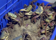 Feira do Pescado 2025