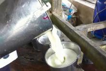 projeto de melhoria da produção leiteira de búfalas