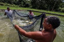 Aquicultura
