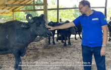 Capacitação leiteira