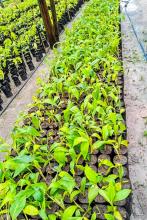 Sedap repassa 90 mil mudas de bananeiras aos produtores de cacau em 2025