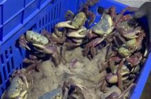 Feira do Pescado 2026